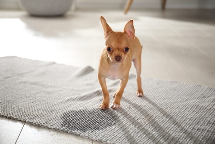 How to clean wet dog wee