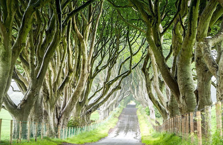 Dark Hedges