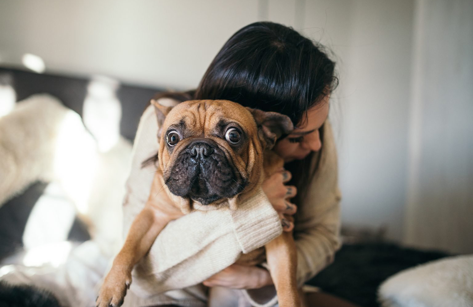 Top reasons why your dog is trembling