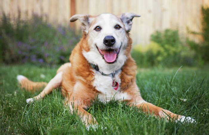 1. Your dog is shaking from excitement