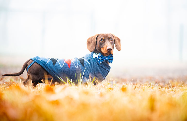 2. Your dog is reacting to the weather