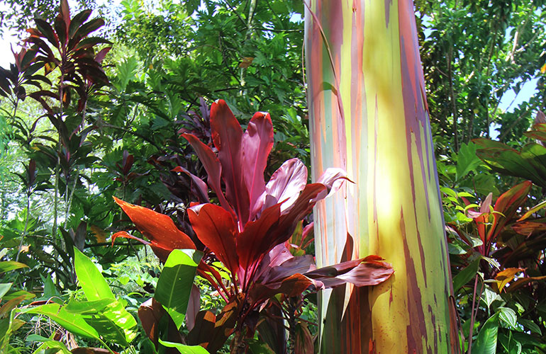 Rainbow eucalyptus