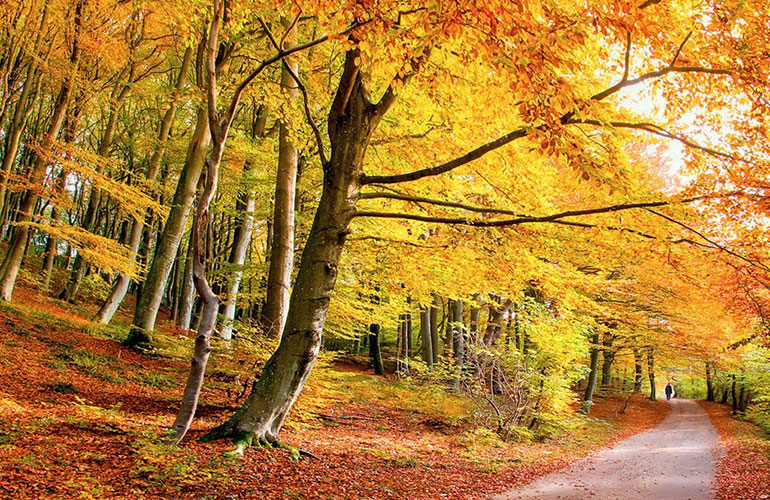 Autumn trees