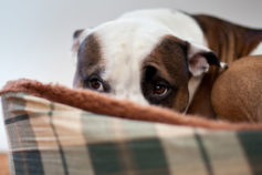 Why is my dog shaking? 8 possible reasons
