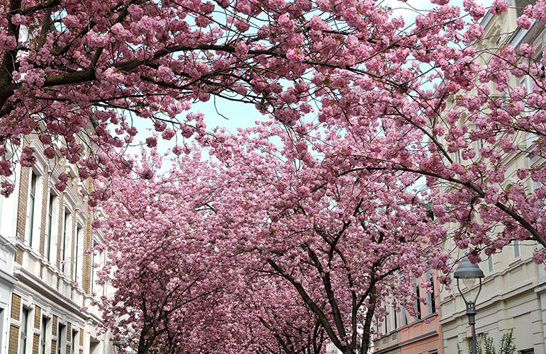 Cherry trees