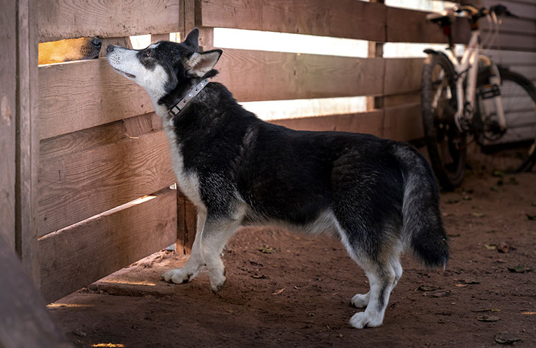 4. Your dog has picked up a scent
