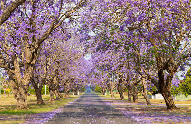 Glorious jacaranda trees
