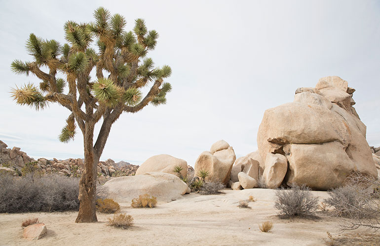 Joshua Tree