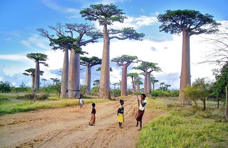Baobab trees