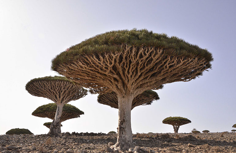 Dragon blood trees