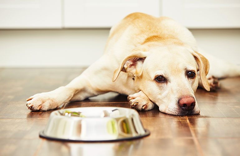 8. Your dog is in pain