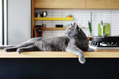 Here’s how to keep cats off benchtops