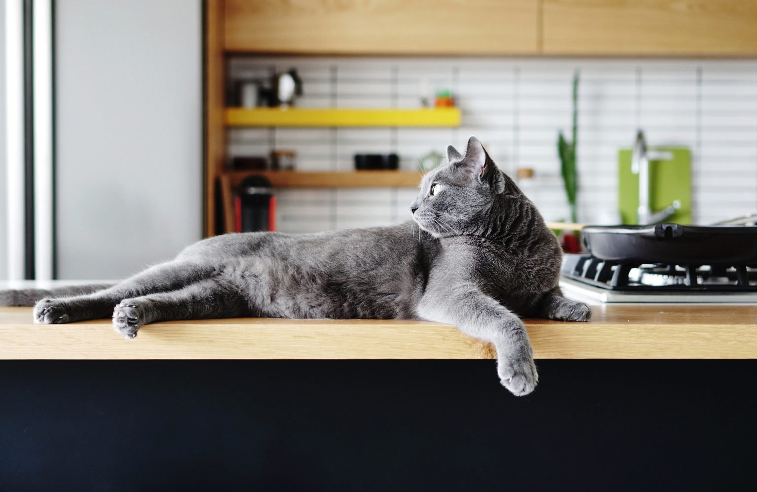 Here’s how to keep cats off benchtops Reader's Digest Australia