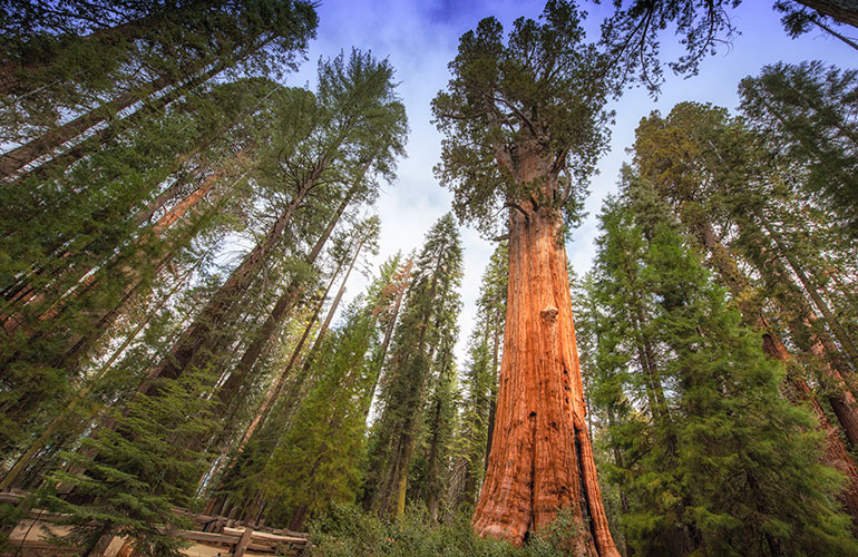 The General Sherman tree