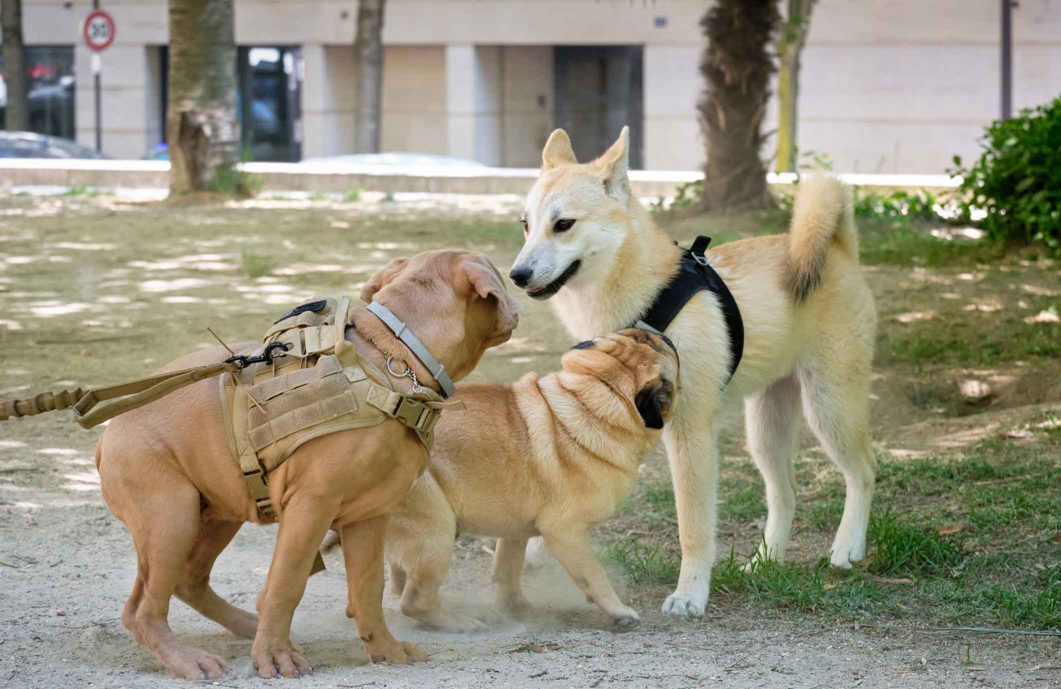 Why does my dog stare at other dogs?