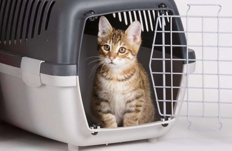How to get the smell out of the travel crate