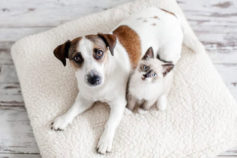 Ph-ew! Sometimes your beloved cat or dog really stinks up the house, but there are a few easy ways to eliminate even the most offensive odours