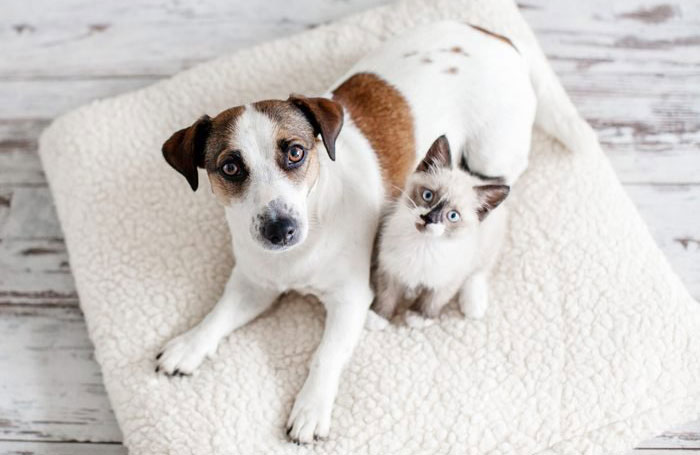 How do I get rid of pet odours in my house?