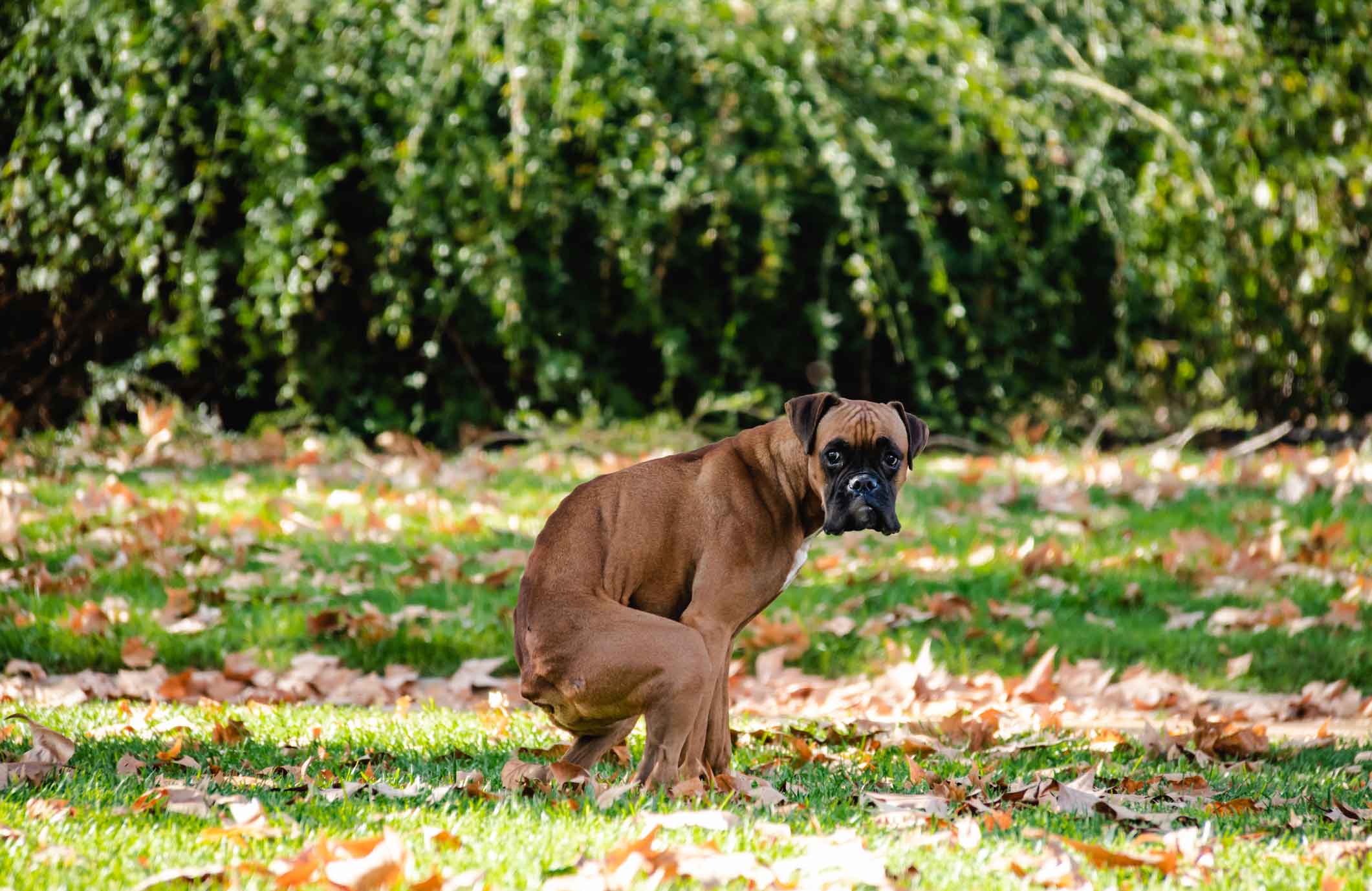 Why does my dog stare at me when he’s doing his business?