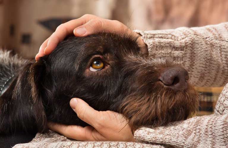 Do dogs use eye contact to try to communicate with humans?