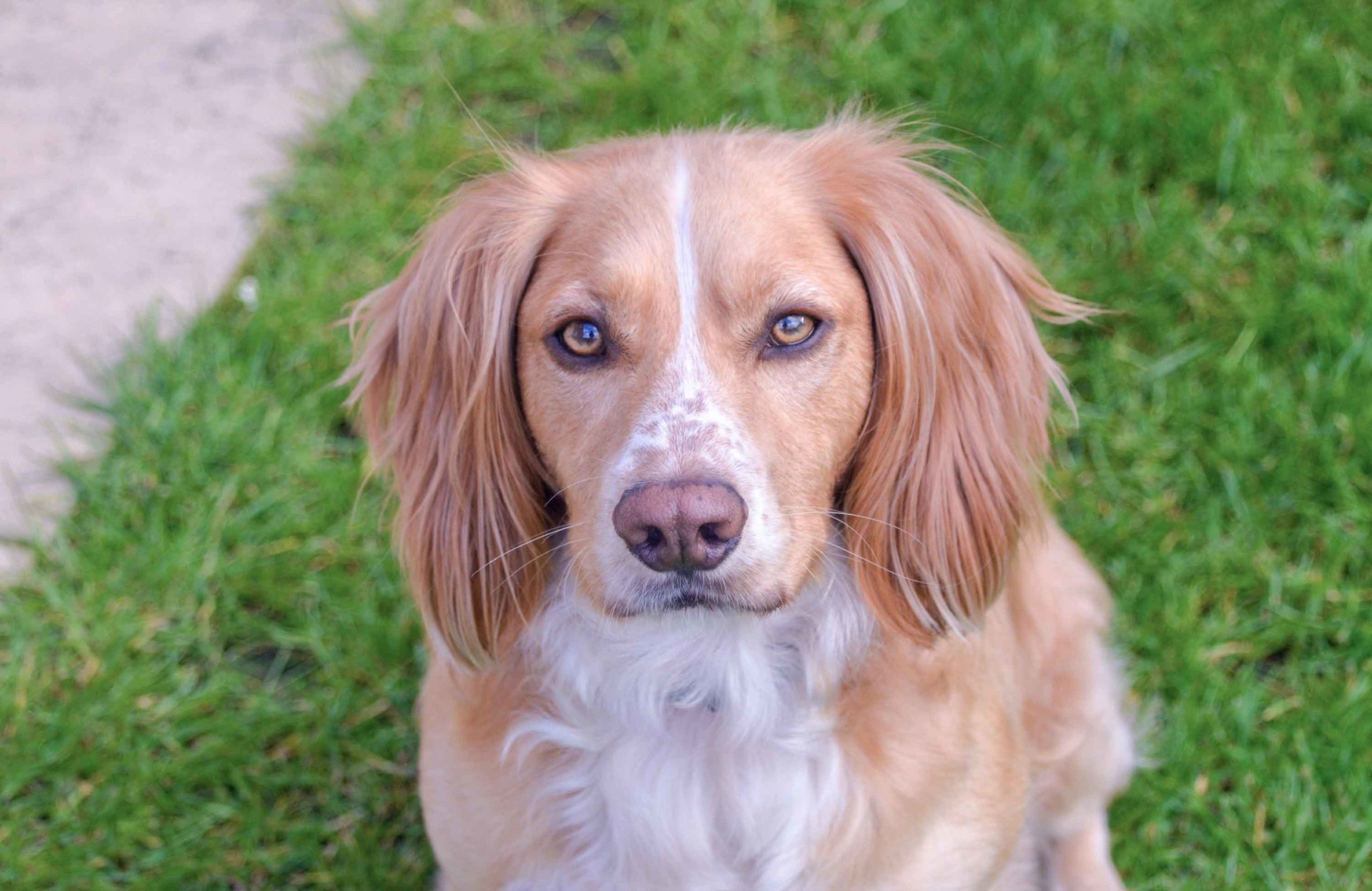 Why does my dog stare at me?