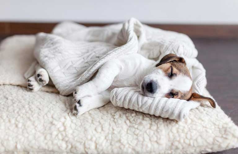 How to clean the pet bed