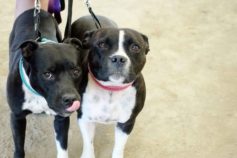 What your dog’s facial expressions really mean