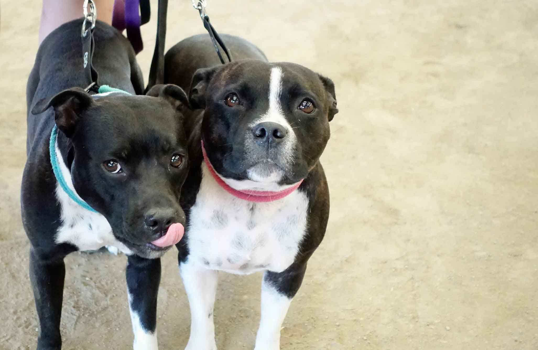 This is what your dog’s body language really means