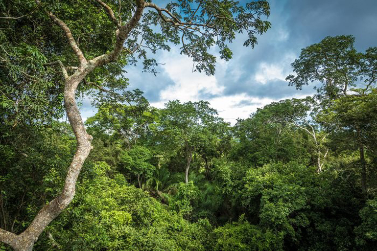 Layers of rainforest