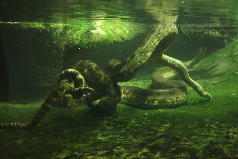Giant snakes