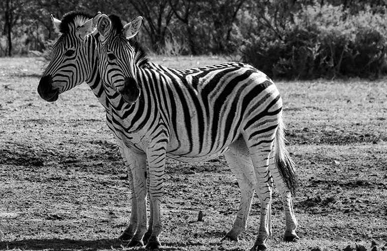 Two-headed zebra?