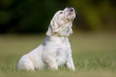 15 signs your dog is secretly mad at you