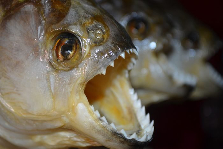 Piranhas