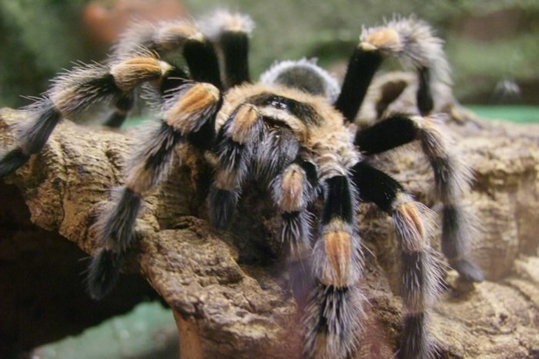 Tarantulas