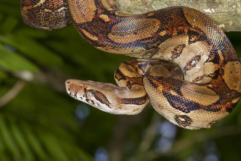 Boa constrictors