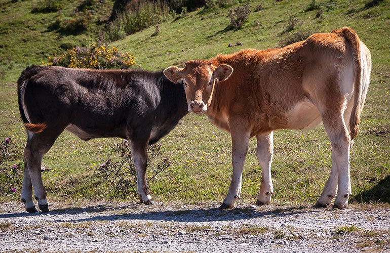 Headless cow?