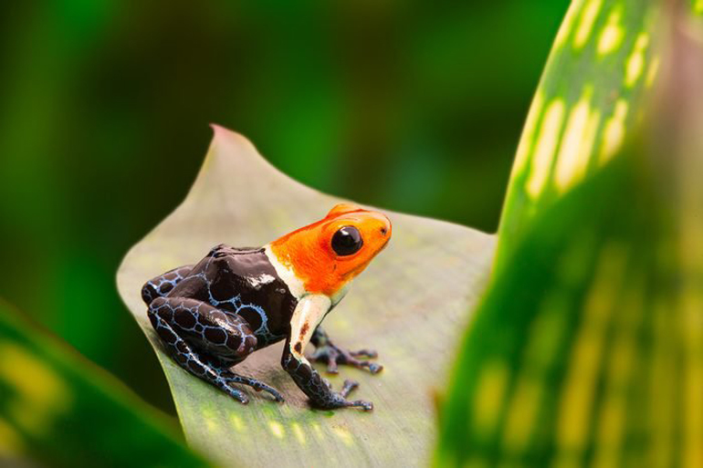 Poison dart frogs