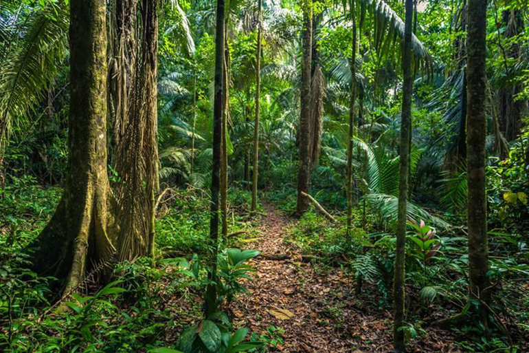 The shrinking rainforest