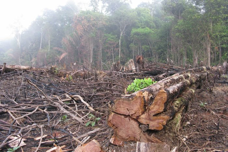 The rise in forest fires