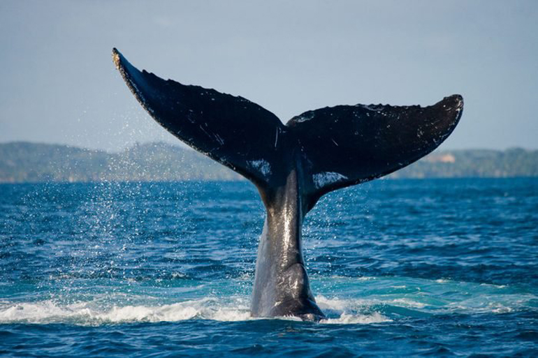 The wayward humpback whale