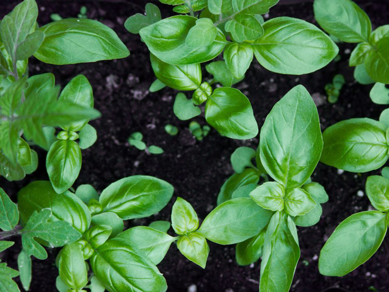 Basil