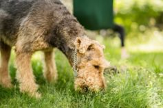 7 common reasons why dogs eat grass