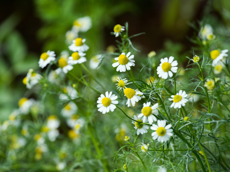Chamomile