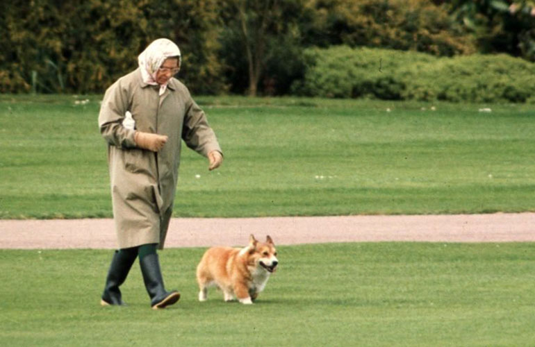 2. Having a pet