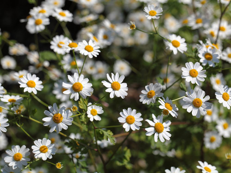 Feverfew
