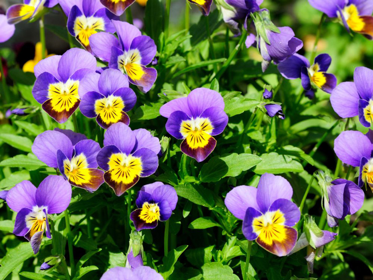 Wild pansy