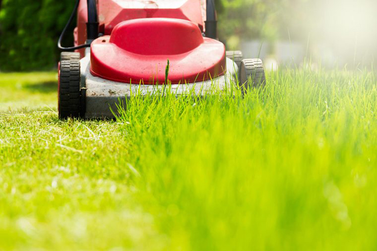 Cut the grass