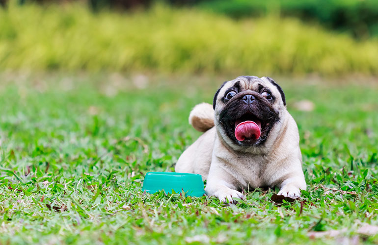 Your dog is thirsty