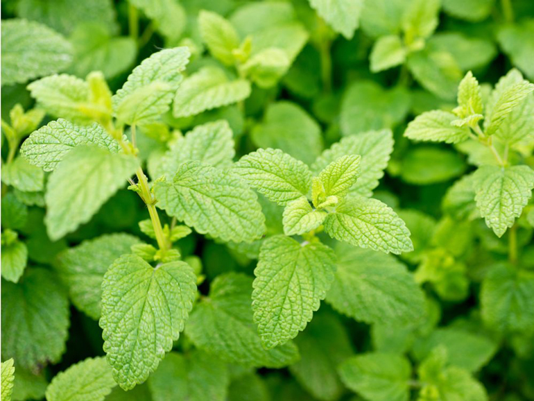 Lemon balm
