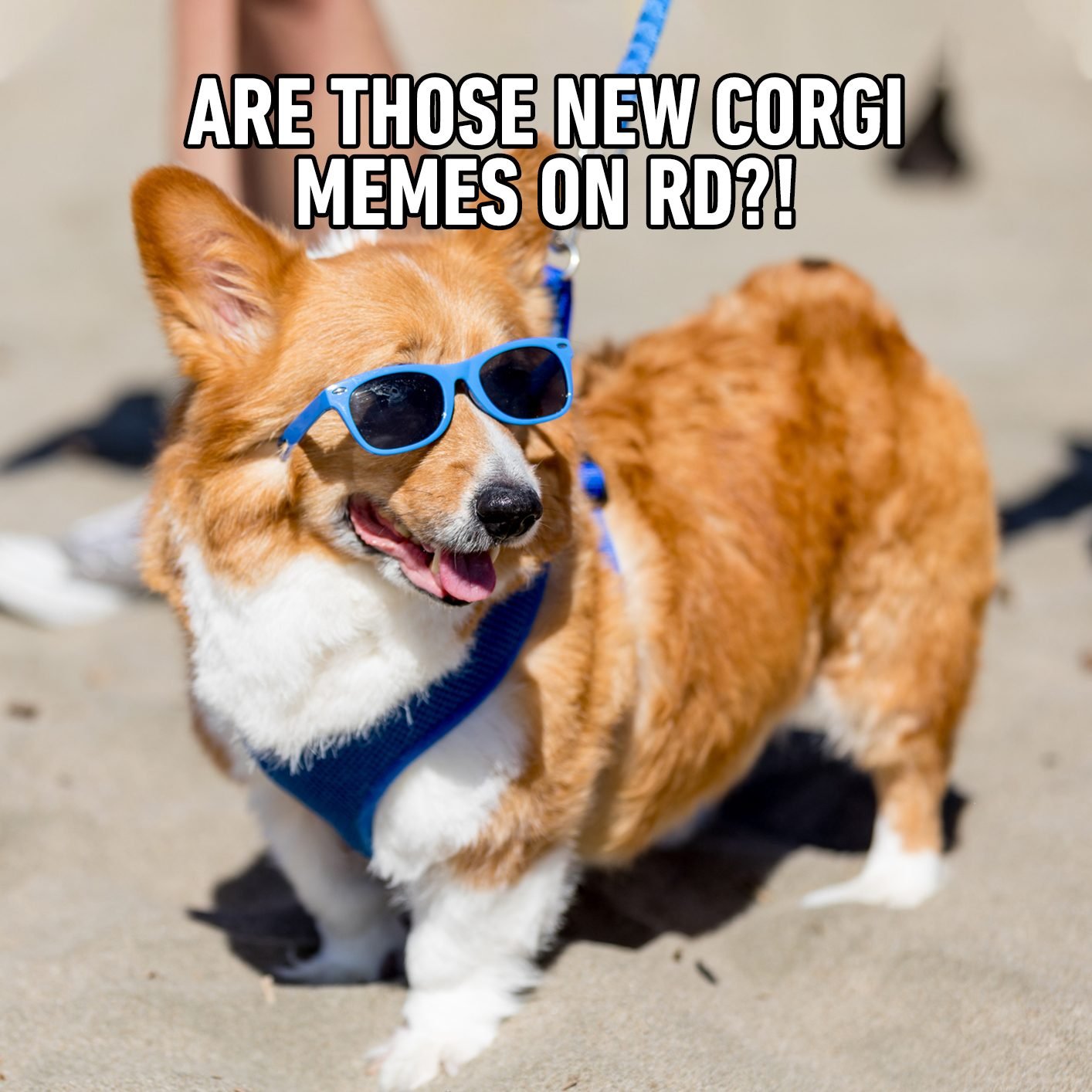 An homage to corgis